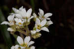 Early saxifrage